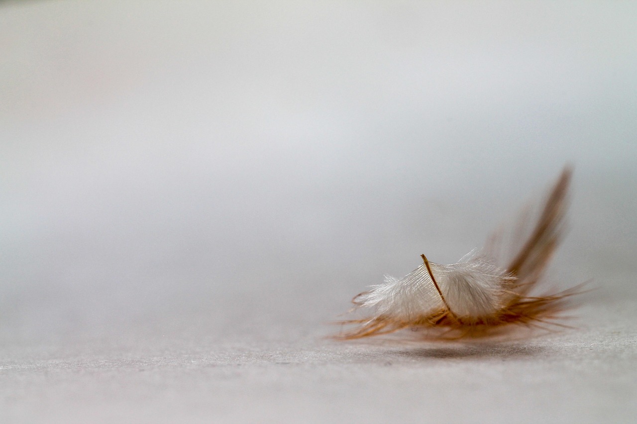 feather simplicity